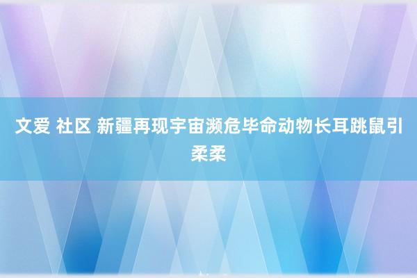 文爱 社区 新疆再现宇宙濒危毕命动物长耳跳鼠引柔柔