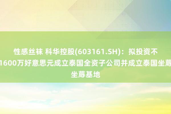 性感丝袜 科华控股(603161.SH)：拟投资不非凡1600万好意思元成立泰国全资子公司并成立泰国坐蓐基地